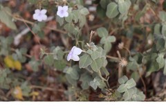 Barleria acuminata